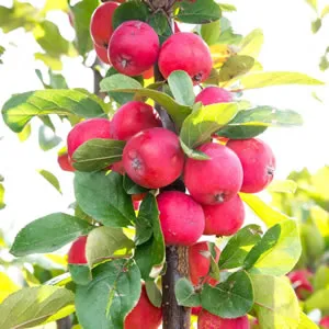 An Malus Appletini Apple Tree